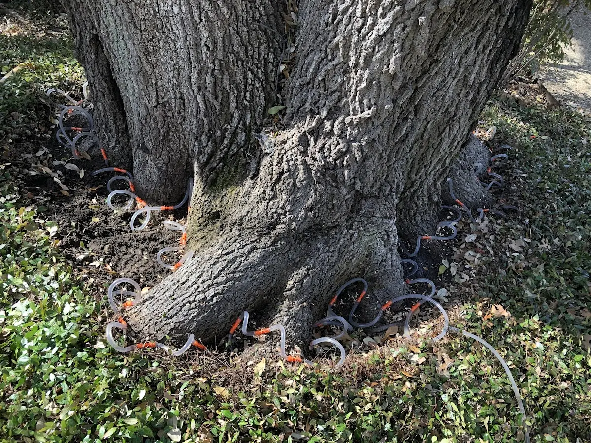 Detailed Tree Cabling and Bracing job site in Mount Saint Joseph