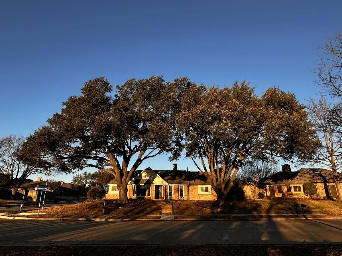 Established residential canopy tree shading a home in Mount Saint Joseph